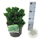 Chamaecyparis o. 'Nana Gracilis' 20-25 cm 5,0L
