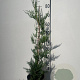 Cupressocyparis leylandii 80-100 cm 3,0L