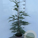 Cupressocyparis leylandii 80-100 cm 4,0L