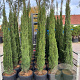 Cupressus sempervirens 200-250 cm 30L
