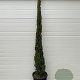 Cupressus sempervirens 250-300 cm 35L