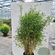 Fargesia murielae 'Sunshine' 80-100 cm 20L