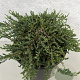 Juniperus communis 'Hibernica Prostrata' 25-30 cm 3,0L