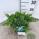 Juniperus procumbens 'Nana' 25-30 cm 3,0L