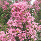 Lagerstroemia indica 'Rosea' 200-250 cm cont. 90L meerstammig
