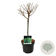 Larix decidua 'Kórnik' 40 cm stam 5,0L