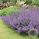 Nepeta faassenii 'Six Hills Giant' GM  P11