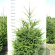 Picea abies 125-150 cm met kluit