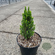 Picea glauca 'Zuckerhut' 25-30 cm 3,0L
