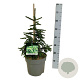 Picea orientalis 'Aureospicata' 40-50 cm P26