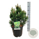 Pinus heldreichii 'Compact Gem' 50-60 cm 15L