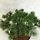 Pinus mugo 'Corley's Mat' 25-30 cm 7,5L