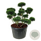 Pinus mugo 'Gnom' 100-125 cm cont. 230L bonsai