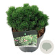 Pinus mugo 'Sherwood Compact' 15-20 cm