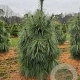Pinus schwerinii 'Wiethorst' 100-125 cm draadkluit