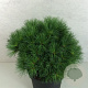 Pinus strobus 'Greg' 30-35 cm 10L