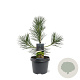 Pinus thunbergii 30-40 cm 3,0L