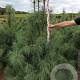 Pinus wallichiana 175-200 cm draadkluit