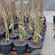 Albizia julibrissin 150-175 cm 35L najaarspotting