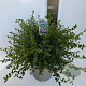 Ceanothus thyrsiflorus repens 40-50 cm 10L
