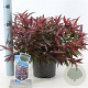 Leucothoe keiskei Burning Love 25-30 cm 2,0L