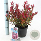 Leucothoe 'Little Flames' 20-25 cm 2,0L