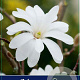 Magnolia stellata 70 cm stam 7,5L