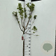 Malus 'Red Sentinel' 90 cm stam 10L