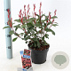 Photinia fraseri Carré Rouge 25-30 cm 2,0L
