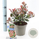 Photinia fraseri 'Little Red Robin' 20-25 cm 2,0L