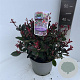 Photinia fraseri 'Little Red Robin' 30-40 cm 5,0L