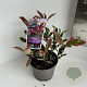 Photinia fraseri Pink Marble 20-30 cm 2,0L