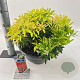 Pieris 'Forest Flame' 30-40 cm 10L