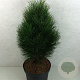Pinus nigra 'Green Tower' 50-60 cm 10L