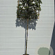 Quercus ilex 8-10 HO container 200 cm stam lei 120x120