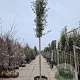 Quercus ilex 20-25 HO container