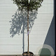 Quercus suber 12-14 HO container dakvorm 120 250 cm stam