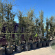 Quercus suber 250-300 cm cont. 130L meerstammig