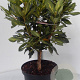 Rhododendron 'Goldflimmer' 30-40 cm 5,0L