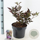 Sambucus nigra Black Beauty 30-40 cm 5,0L