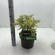 Sambucus nigra Golden Tower 30-40 cm 5,0L