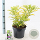 Sambucus nigra Golden Tower 30-40 cm 5,0L