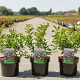 Spiraea betulifolia Pink Sparkler 25-30 cm 3,5L