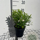 Spiraea jap. 'Albiflora' GM C1.3