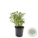 Spiraea jap. 'Albiflora' GM C1.3
