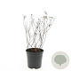 Spiraea jap. 'Anthony Waterer' GM C1.3