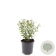 Spiraea jap. 'Anthony Waterer' GM C1.3