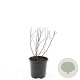 Spiraea jap. 'Froebelii' GM C1.3