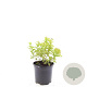 Spiraea jap. 'Golden Princess' GM C1.3