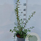 Spiraea vanhouttei 30-40 cm 3,0L